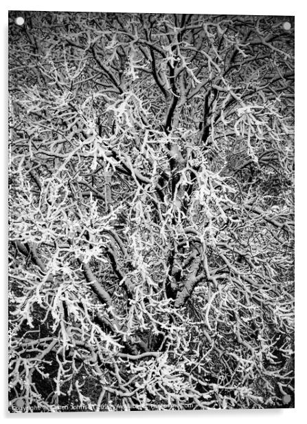 Hoar Frost Acrylic by Simon Johnson