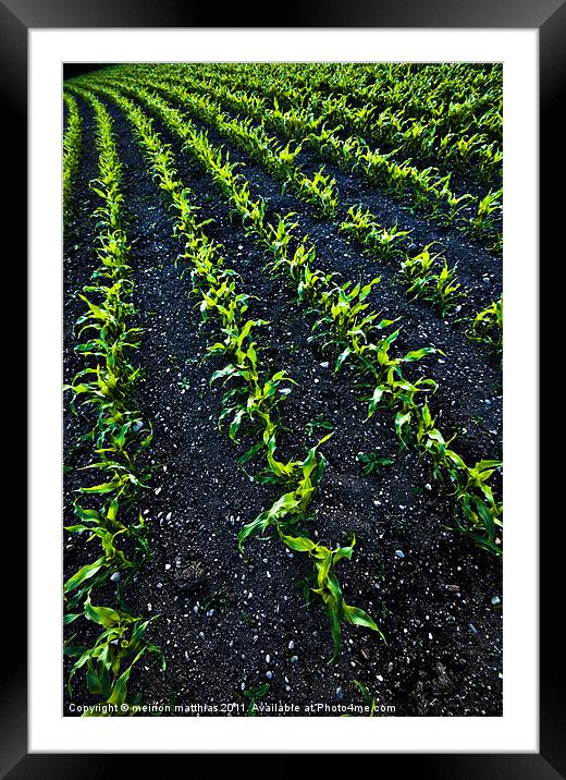 abstract baby corn Framed Mounted Print by meirion matthias