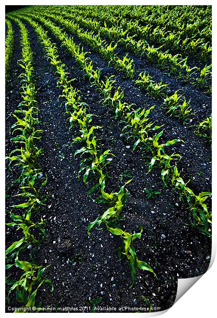 abstract baby corn Print by meirion matthias