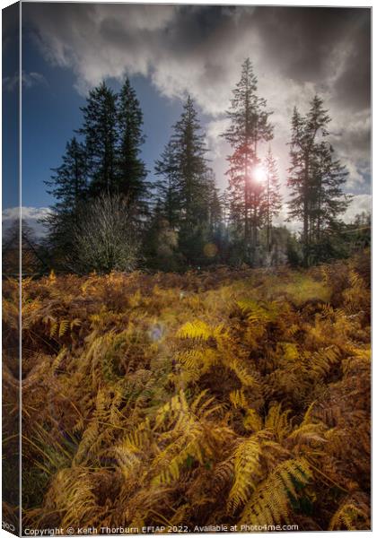 Autumn Afternoon Sun Canvas Print by Keith Thorburn EFIAP/b