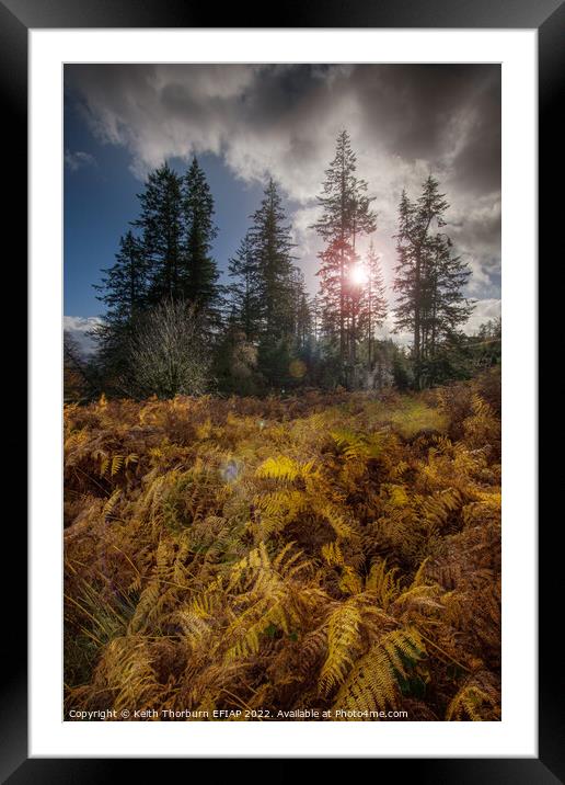 Autumn Afternoon Sun Framed Mounted Print by Keith Thorburn EFIAP/b