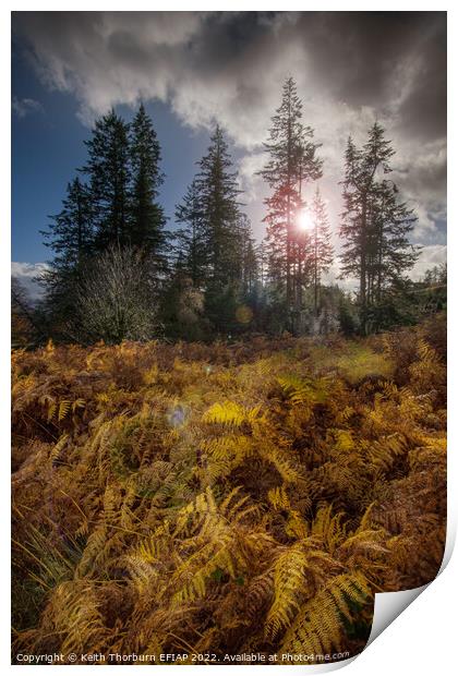 Autumn Afternoon Sun Print by Keith Thorburn EFIAP/b