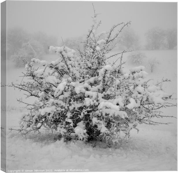 Frosted tree Canvas Print by Simon Johnson