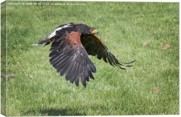 Harris Hawk flying low to ground Canvas Print by Kevin White