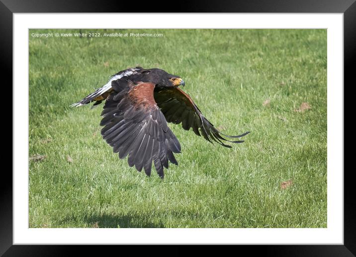 Harris Hawk flying low to ground Framed Mounted Print by Kevin White