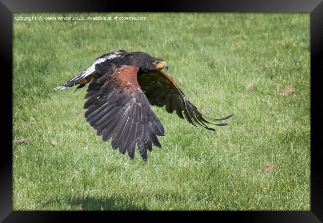 Harris Hawk flying low to ground Framed Print by Kevin White