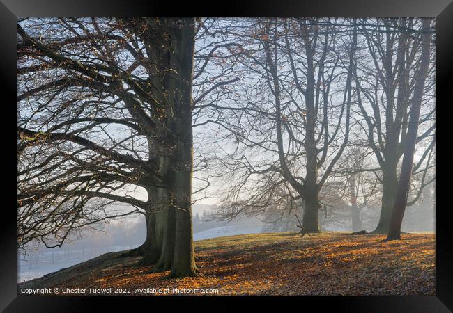 Petworth Park - Trees Framed Print by Chester Tugwell