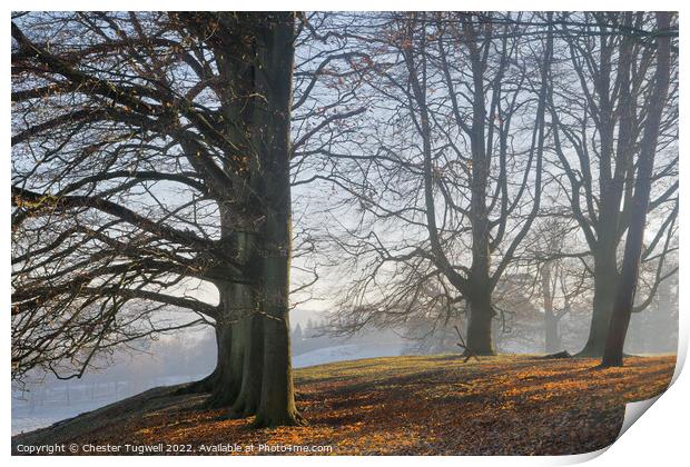 Petworth Park - Trees Print by Chester Tugwell