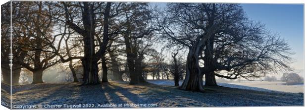 Winter's Morning - Petworth Park Canvas Print by Chester Tugwell