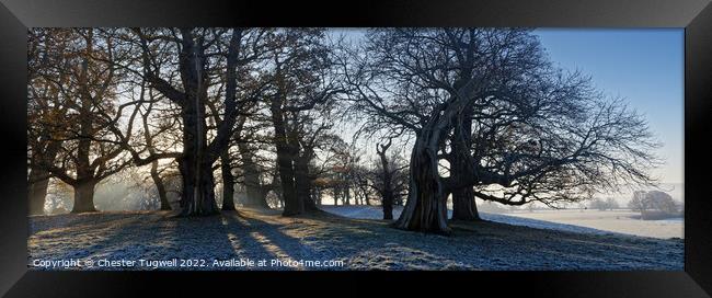 Winter's Morning - Petworth Park Framed Print by Chester Tugwell