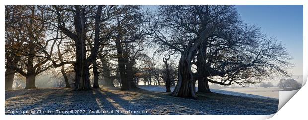 Winter's Morning - Petworth Park Print by Chester Tugwell