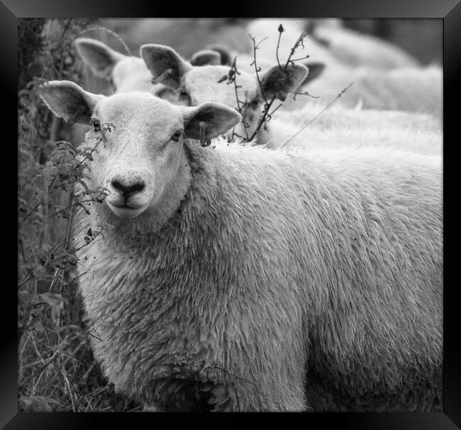 Yorkshire Sheep Framed Print by Ros Crosland