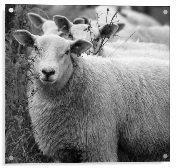 Yorkshire Sheep Acrylic by Ros Crosland
