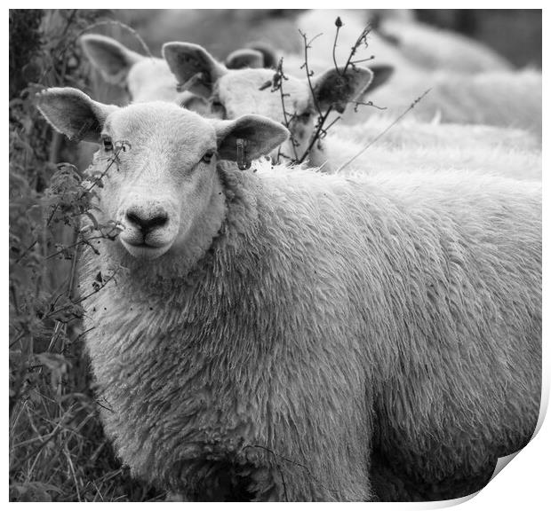 Yorkshire Sheep Print by Ros Crosland