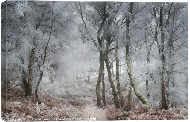 Hoar Frost, Hesworth Common 1 Canvas Print by Chester Tugwell