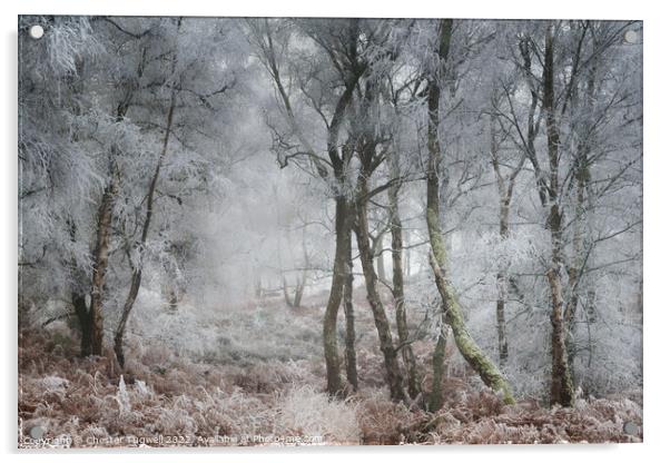 Hoar Frost, Hesworth Common 1 Acrylic by Chester Tugwell