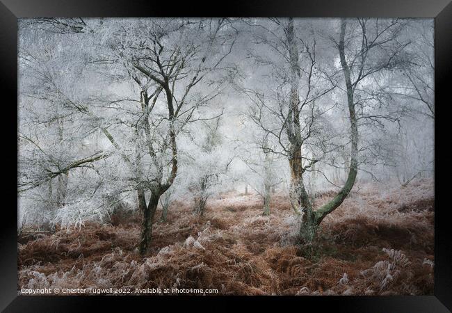 Hesworth Common, Hoar Frost 2 Framed Print by Chester Tugwell
