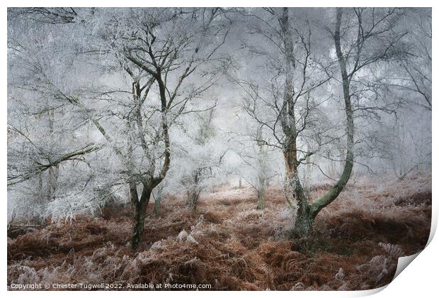 Hesworth Common, Hoar Frost 2 Print by Chester Tugwell