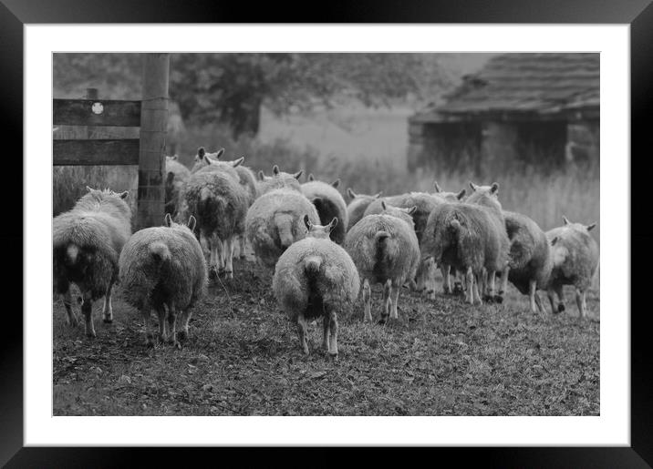 Yorkshire Flock of Sheep Framed Mounted Print by Ros Crosland