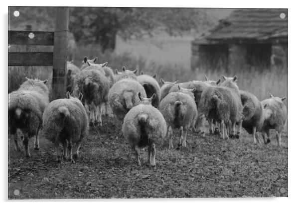 Yorkshire Flock of Sheep Acrylic by Ros Crosland