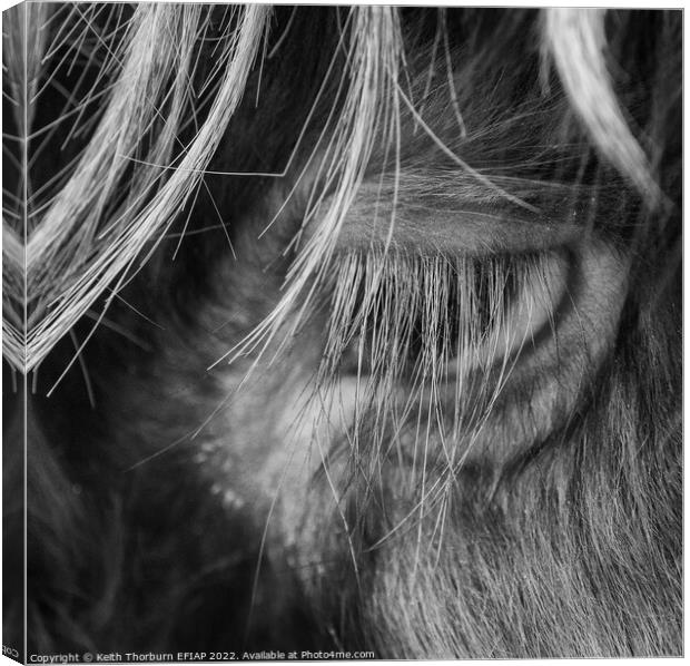 Highland Cow Eye Canvas Print by Keith Thorburn EFIAP/b