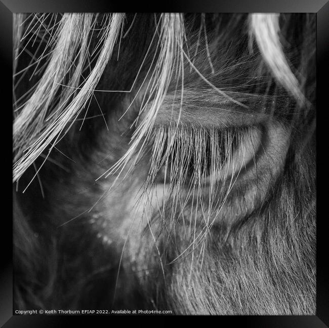 Highland Cow Eye Framed Print by Keith Thorburn EFIAP/b