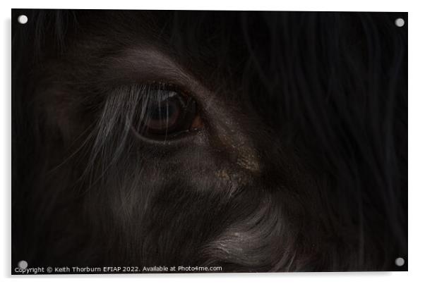 Papa Cow Eye Acrylic by Keith Thorburn EFIAP/b