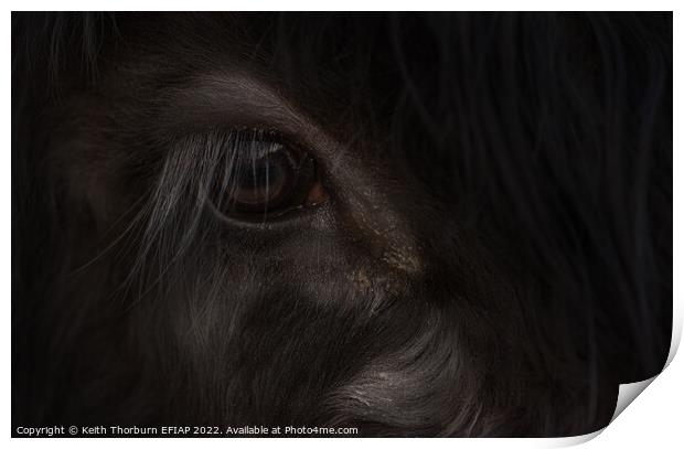 Papa Cow Eye Print by Keith Thorburn EFIAP/b