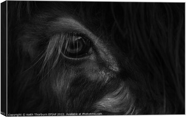 Papa Cow Eye BW Canvas Print by Keith Thorburn EFIAP/b