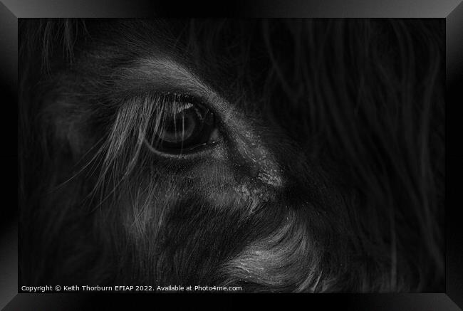 Papa Cow Eye BW Framed Print by Keith Thorburn EFIAP/b