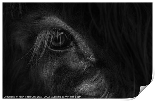 Papa Cow Eye BW Print by Keith Thorburn EFIAP/b