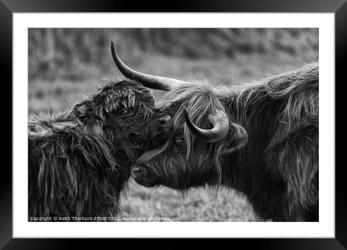 Mother Calf Moment BW Framed Mounted Print by Keith Thorburn EFIAP/b