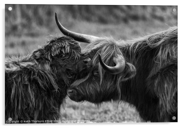 Mother Calf Moment BW Acrylic by Keith Thorburn EFIAP/b
