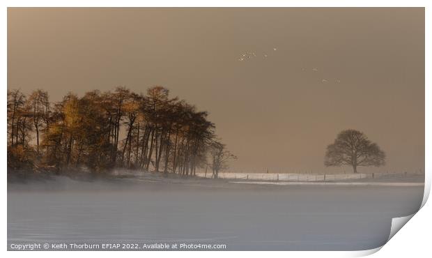 Trees and Birds Print by Keith Thorburn EFIAP/b