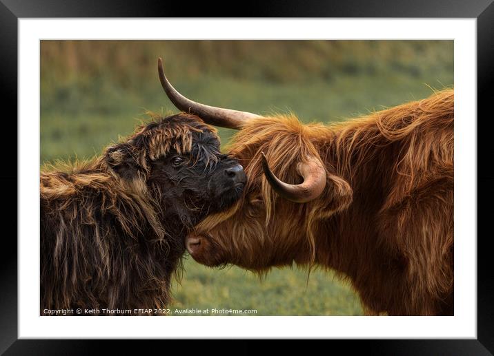 Mother Calf Moment Framed Mounted Print by Keith Thorburn EFIAP/b