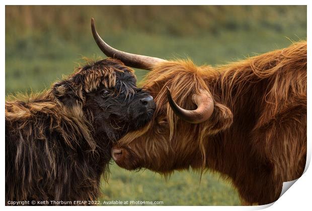 Mother Calf Moment Print by Keith Thorburn EFIAP/b