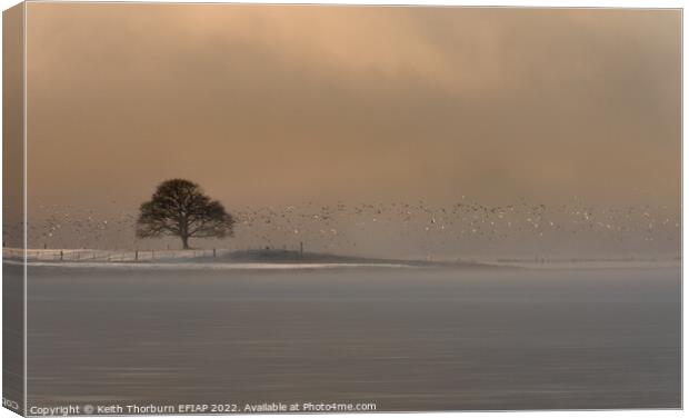 Winter Light on the Birds Canvas Print by Keith Thorburn EFIAP/b