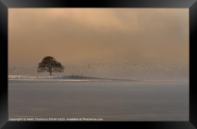 Winter Light on the Birds Framed Print by Keith Thorburn EFIAP/b
