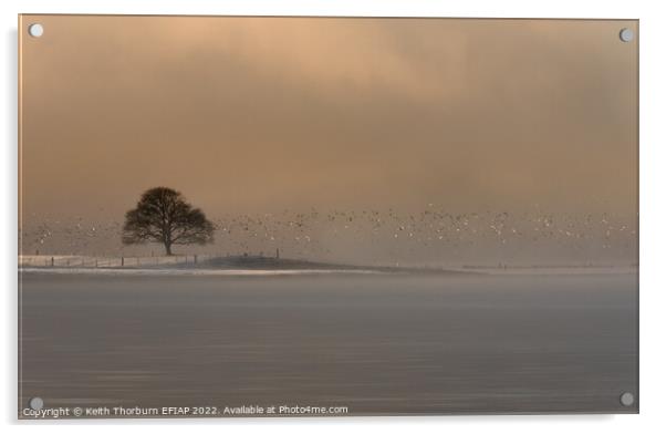 Winter Light on the Birds Acrylic by Keith Thorburn EFIAP/b