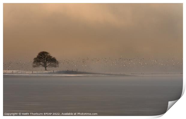 Winter Light on the Birds Print by Keith Thorburn EFIAP/b