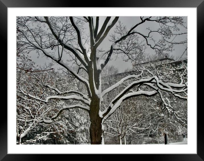 Stark winter tree Framed Mounted Print by Stephanie Moore