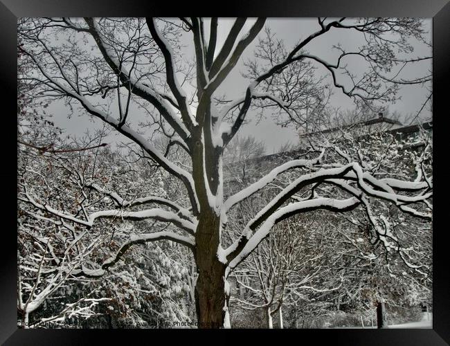 Stark winter tree Framed Print by Stephanie Moore