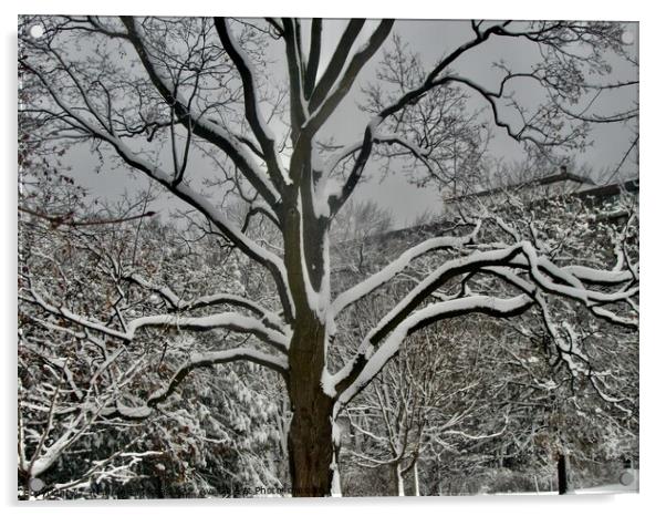 Stark winter tree Acrylic by Stephanie Moore