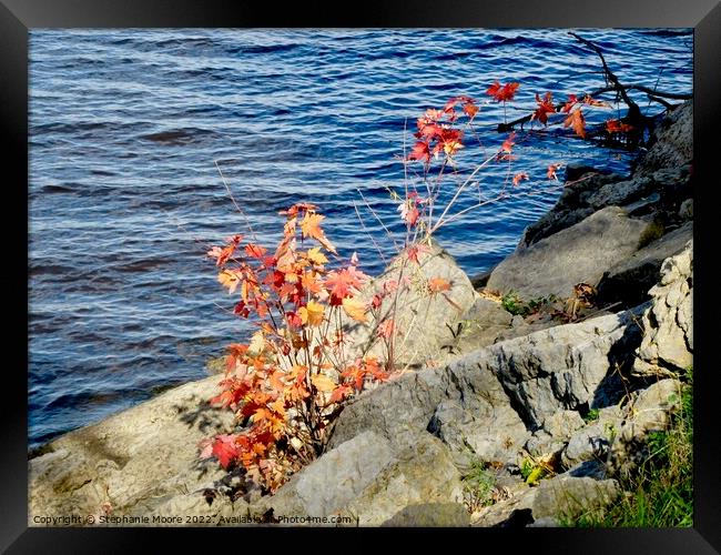 Rocks  Framed Print by Stephanie Moore