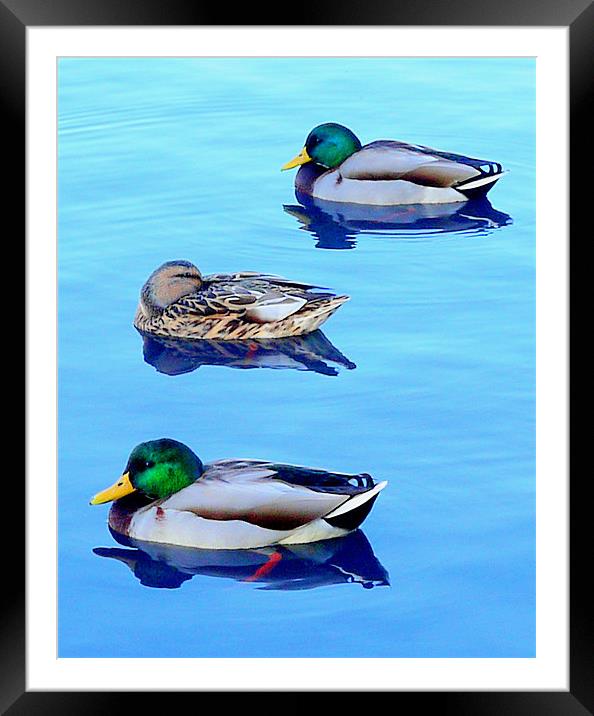 Threes A Crowd! Framed Mounted Print by Louise Godwin