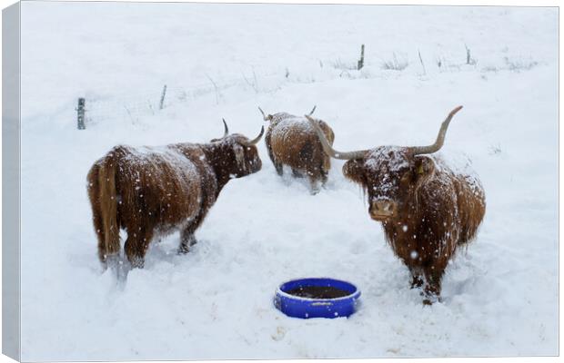 Highland cows in the snow Scotland Scottish  Canvas Print by JC studios LRPS ARPS