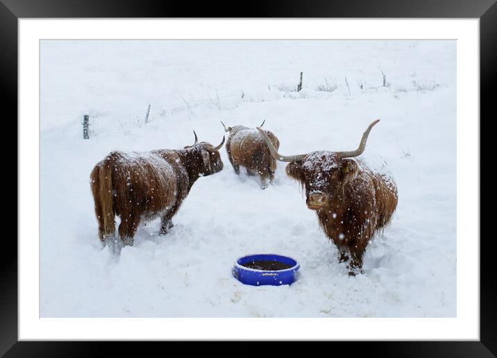 Highland cows in the snow Scotland Scottish  Framed Mounted Print by JC studios LRPS ARPS