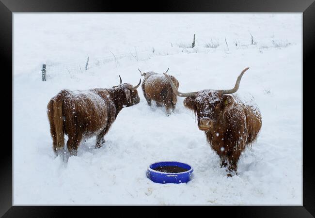 Highland cows in the snow Scotland Scottish  Framed Print by JC studios LRPS ARPS