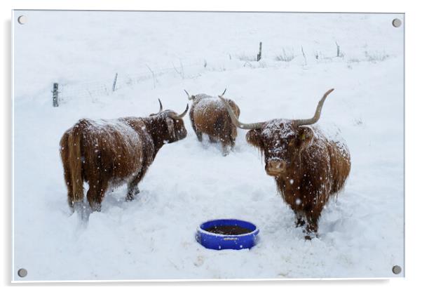 Highland cows in the snow Scotland Scottish  Acrylic by JC studios LRPS ARPS