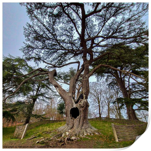 The Harry Potter Tree Blenheim Palace Print by Cliff Kinch